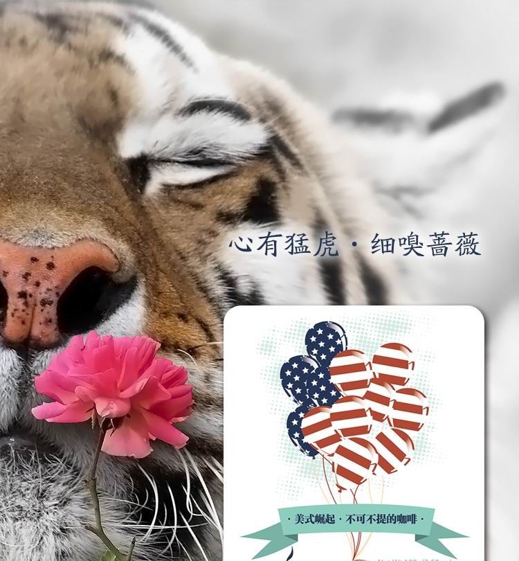 罗布斯塔的光辉