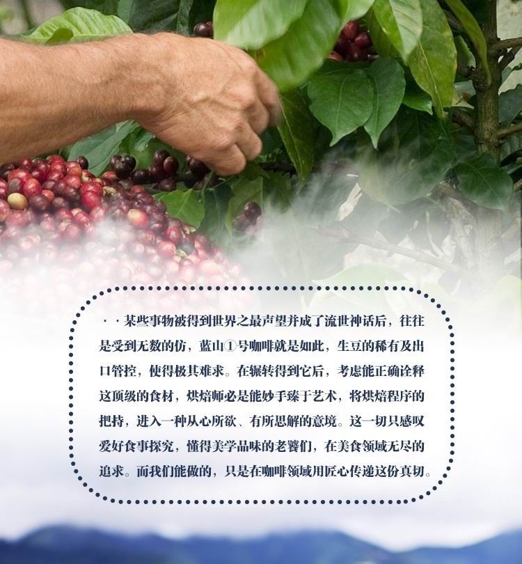 蓝山①号 · 不要把仿冒的蓝山风味当成蓝山①号